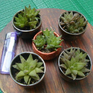 商談中！　多肉植物？　の画像