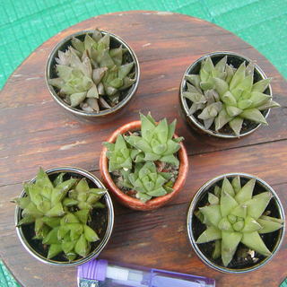 商談中！　多肉植物？　の画像