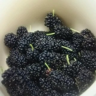 桑（マルベリー）挿し木苗の画像