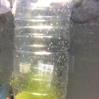 メダカ 金魚 エサ ミジンコの画像
