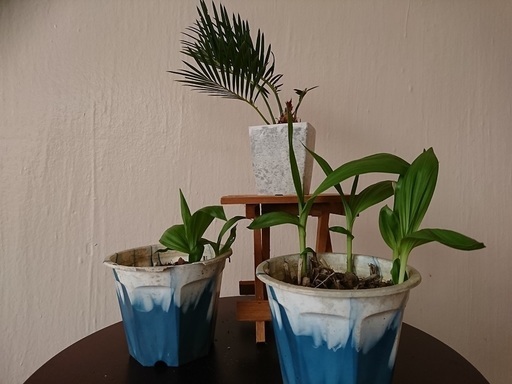 ソテツ
