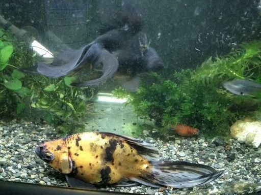 金魚　値下げ
