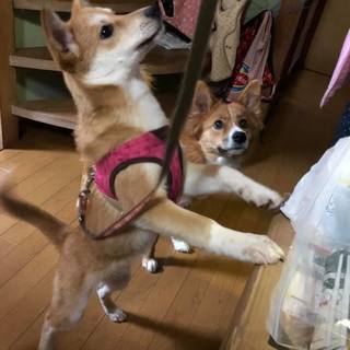 （里親決定！）下関市豊田町で生まれた天ちゃん　