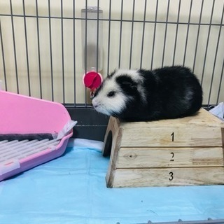 【里親さん決まりました】モルモットさん♂