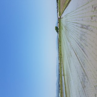 滋賀県高島市産 コシヒカリ 新米 20kg R2年収穫の画像
