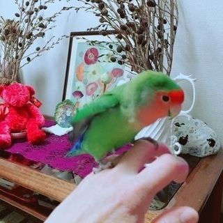 コザクラインコのペッパーちゃん