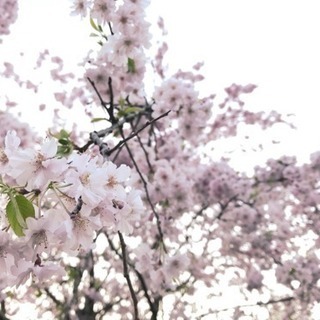 お花見 Hanami in Tokyo 【produced by Globali 】 - 友達