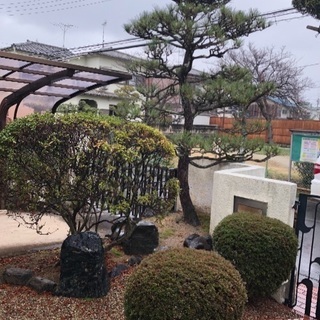 庭木、庭石、業者さんどうですか？