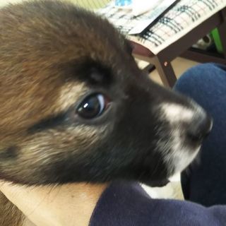 2ヵ月半の子犬