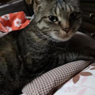 3歳の女の子の里親様募集です