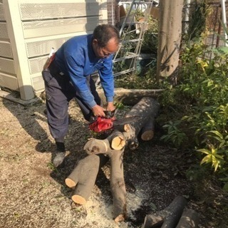 木の剪定 伐採ならお任せ下さい 庭の手入れ店【所沢市 狭山市志木...