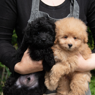 【未経験歓迎・学歴不問】犬のブリーダースタッフ募集！【住み込み】【犬のお世話の仕事】の画像