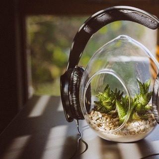 植物が奏でる音楽♪ヒーリング　2,000円(個人セッション６０分)　