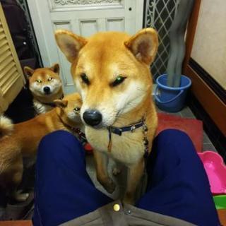 わんわんランド