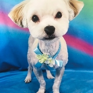 可愛がってくれる方。2歳 オス ミックス犬！