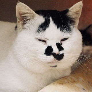 丸顔ぶちの男の子*ししゃも* - 猫