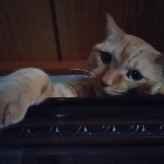 メンバー募集😺 - 寒河江市