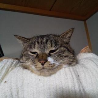 メンバー募集😺