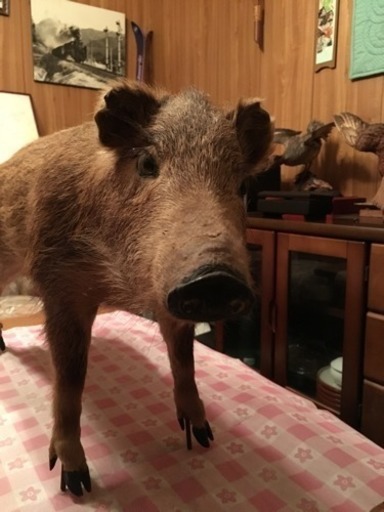 イノシシの剥製