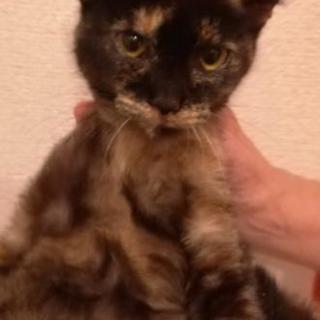 🎀♀4カ月さび子猫里親様決定しました。