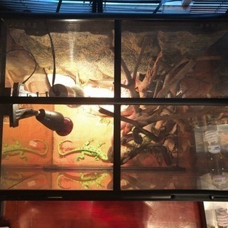 GEX グラステラリウム 爬虫類ケージ  の画像