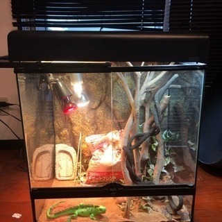 GEX グラステラリウム 爬虫類ケージ  の画像