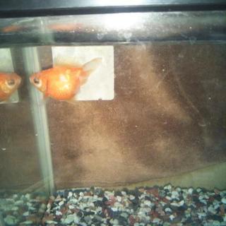 金魚、ピンポンパール一匹