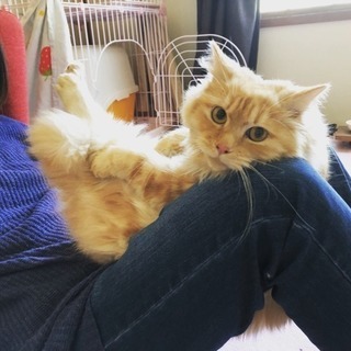甘えんぼ長毛にゃん1歳