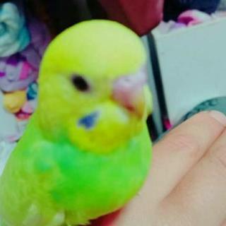 【10万円】迷いインコ探しています。
