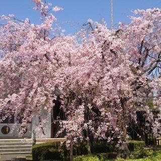春のお寺の落語会 − 東京都