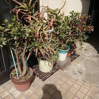金のなる木、くんし蘭、その他鉢植え植木