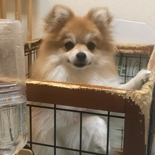 天真爛漫娘 ももちゃん
