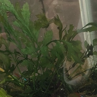 ボルビディス ヒュディロティ  水草 熱帯魚 シュリンプ メダカ...