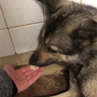 引き出し先決定 どうも有難うございました  🆘保健所収容🆘殺処分...