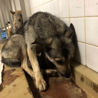 引き出し先決定 どうも有難うございました  🆘保健所収容🆘殺処分間近 捕獲檻に入った野犬の女の子が助けを待っています 県外譲渡可能です − 山口県