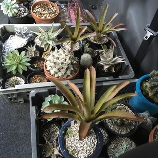 植物を愛でる会 - 庄原市