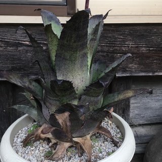 植物を愛でる会 − 広島県