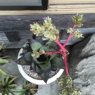 植物を愛でる会 - その他