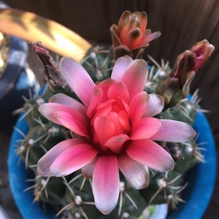 植物を愛でる会 - メンバー募集