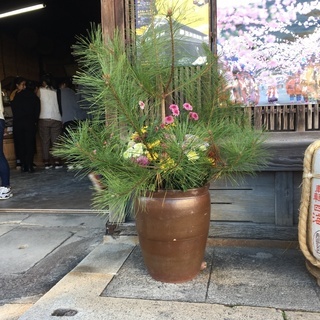 育てきれない植物、引き取りお世話します。