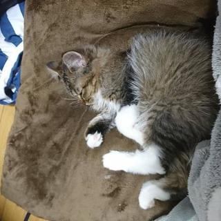 猫を探してます。(解決しました！！)