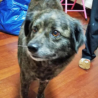 4才メス犬里親募集