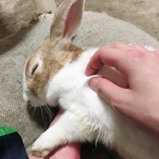 うさぎさん🐰