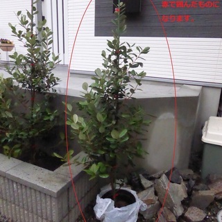 フェイジョア　苗木　1本