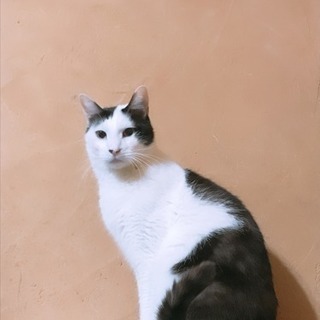 おとなしく飼いやすい男の子 もちおクン