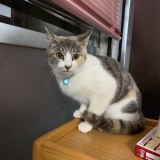 助けてください！猫を探しています。