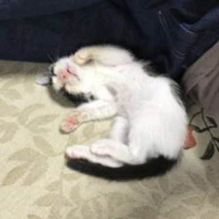 犬猫好きな友達を作りたい人大募集 in北九州
