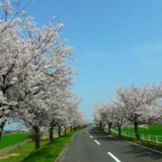 お花見のんびりサイクリング　参加者募集！