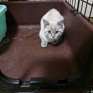 生後3、4ヶ月の子猫の里親さん募集