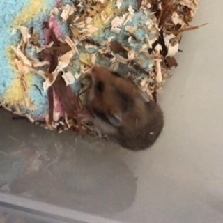 ゴールデンハムスター 受付一時中断します
